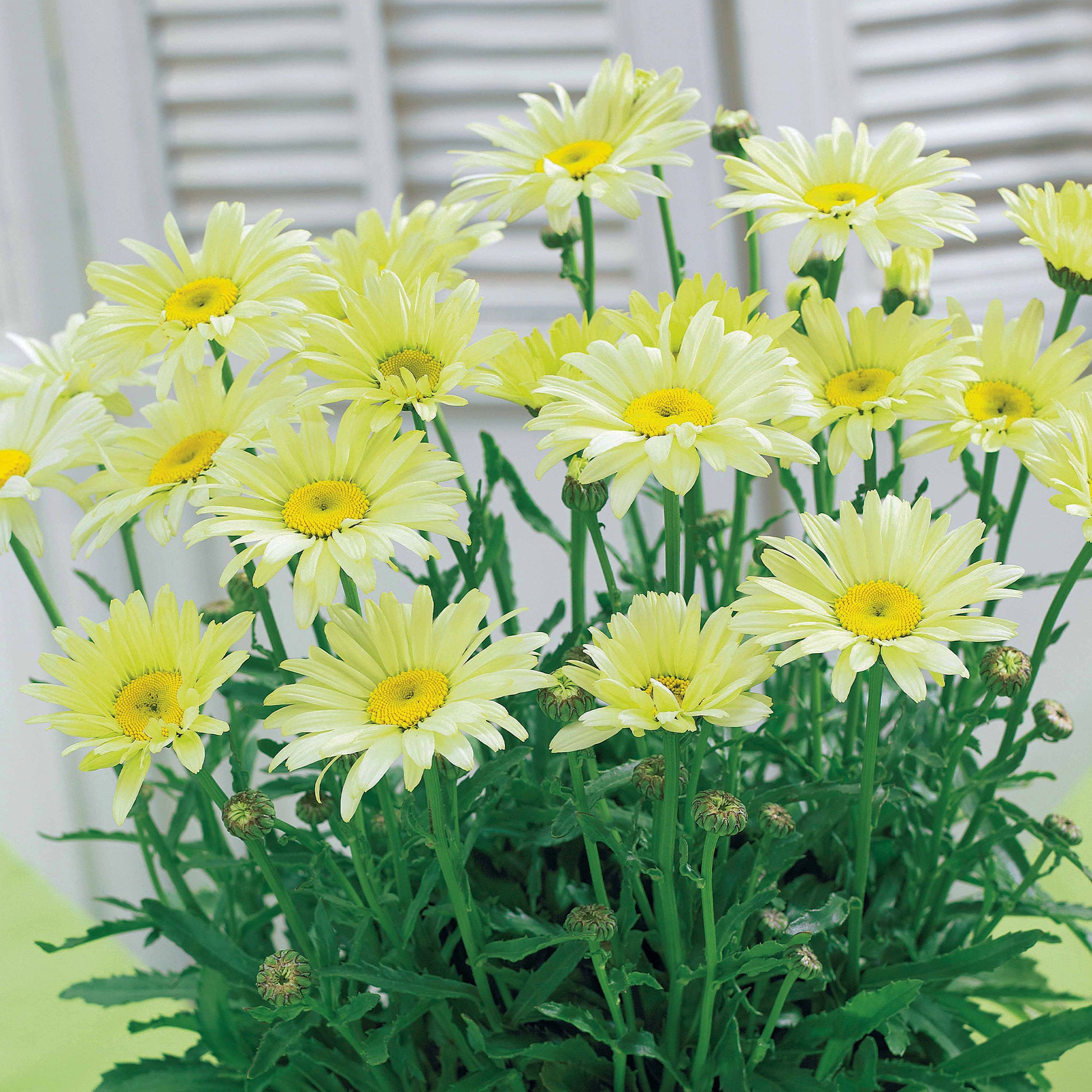 Zonnehoed, Kokardebloem, Margriet (x6) - Rudbeckia, gaillardia, leucanthemum - Bakker