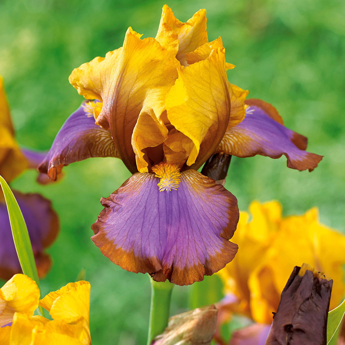 Iris germanica - Duitse iris - Tuiniris collectie: Lasso, Border, Sangreal (x6) - Iris germanica (2 lasso, 2 bordure, 2 sangreal)