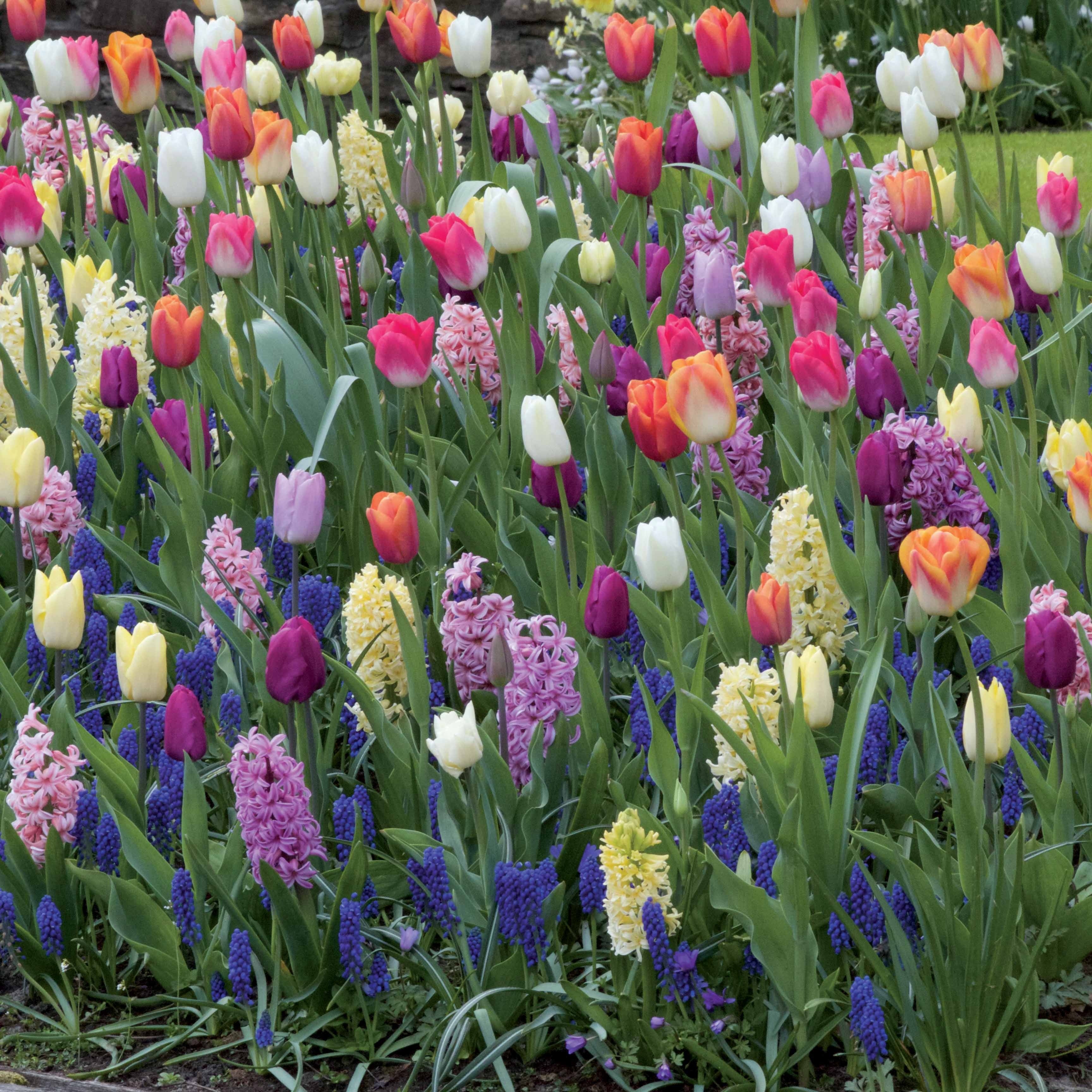 Tulp - bloembol voorjaarsbloeiend