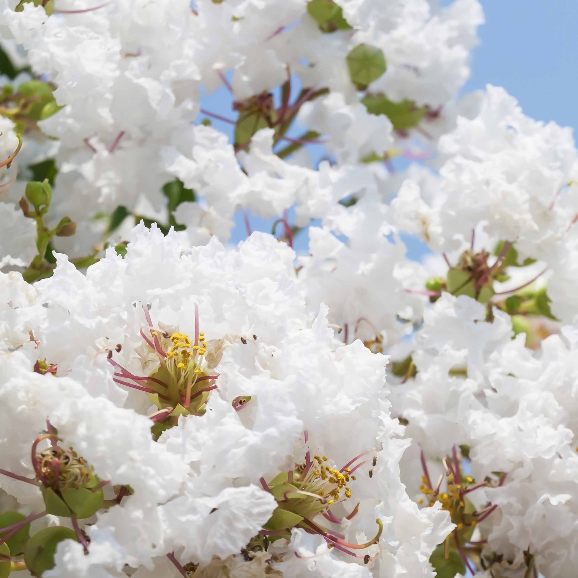 Verkoop Collectie Indische seringen: rood, paars, wit (x3) - Lagerstroemia indica
