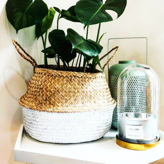 Luchtzuiverende kamerplanten Mix - Bakker