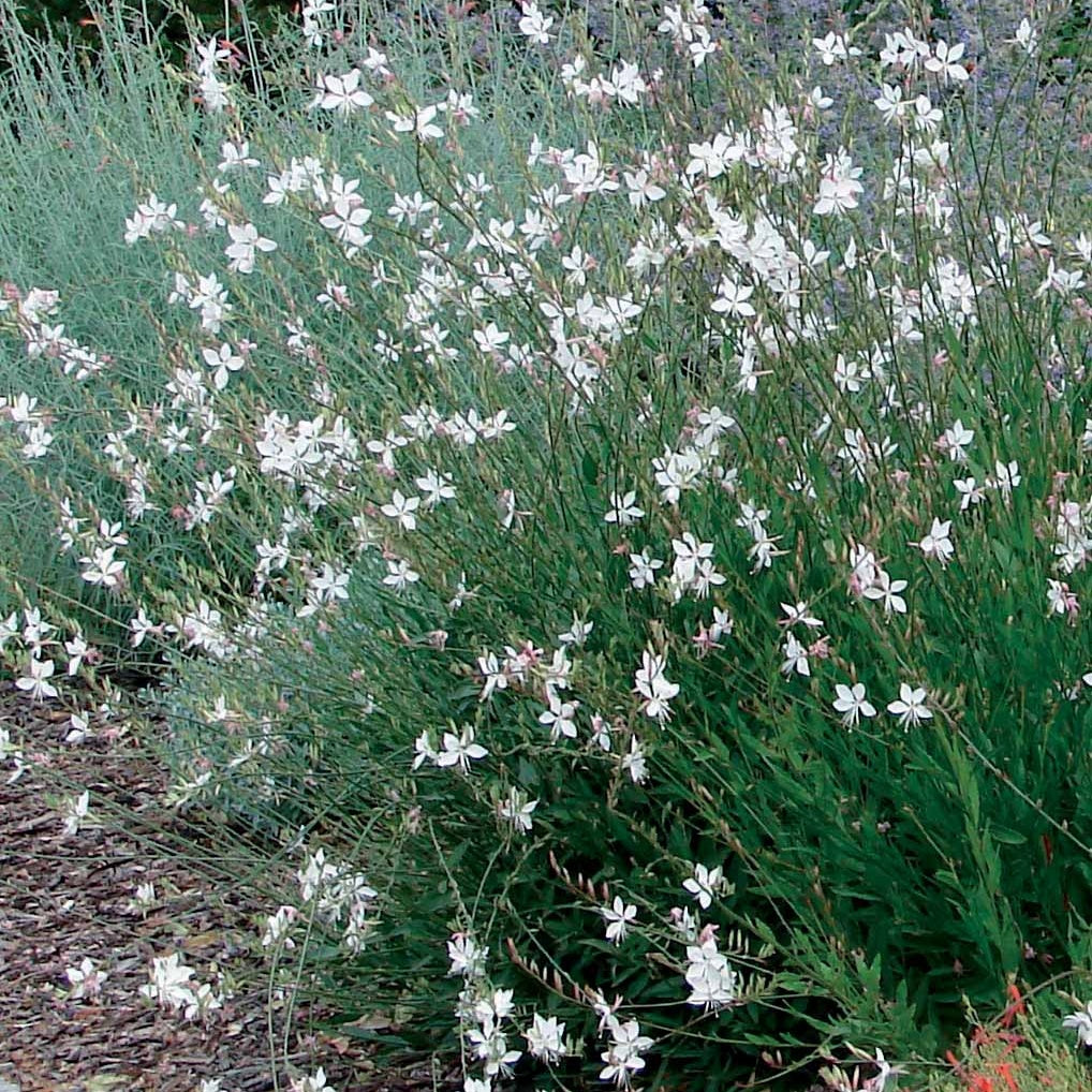 Prachtkaars Mix - wit + roze (x2) - Gaura lindheimeri (blanc +siskiyou pink) - Bakker