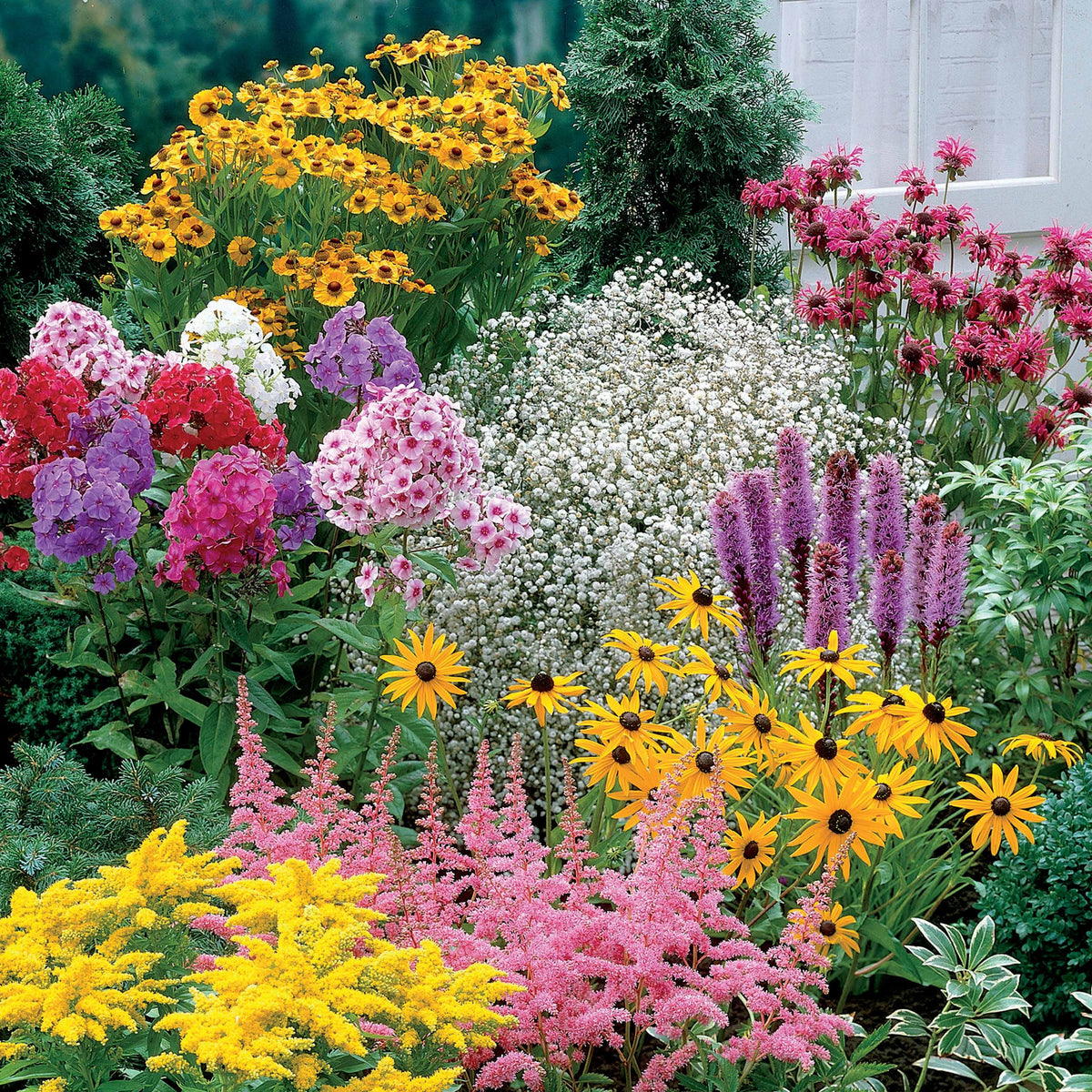 Vaste planten Mix - Helenium, Monarda, Phlox paniculata, Rudbeckia Goldstrum, Gypsophila paniculata, Liatris spicata, Solidago, Astilbe - Bakker