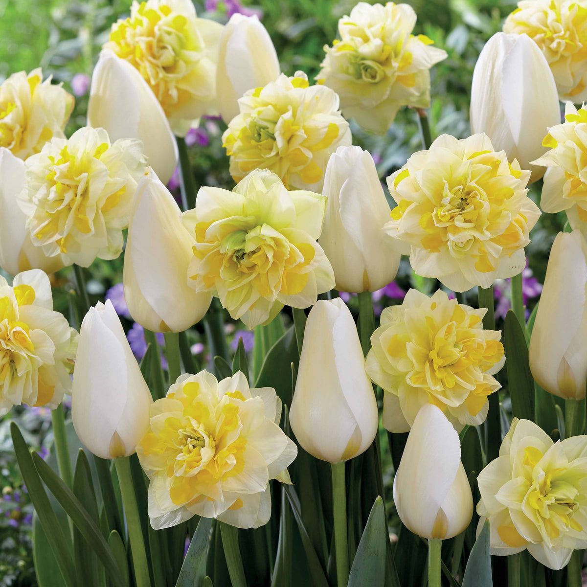 Tulpen 'Françoise' + Narcissen 'Sweet Pomponette' collectie (x20) - Bakker