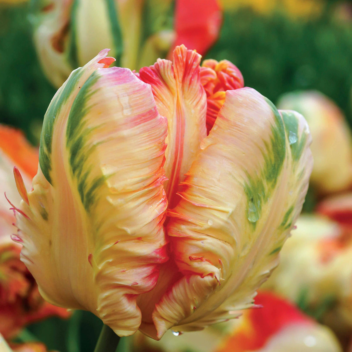 Tulpen - Parkiet Tulpen collectie: 'Princes Irene' + 'Black Parrot' + 'Apricot Parrot' (x24) - Tulipa Princesse Irene, Black Parrot, Apricot Parrot