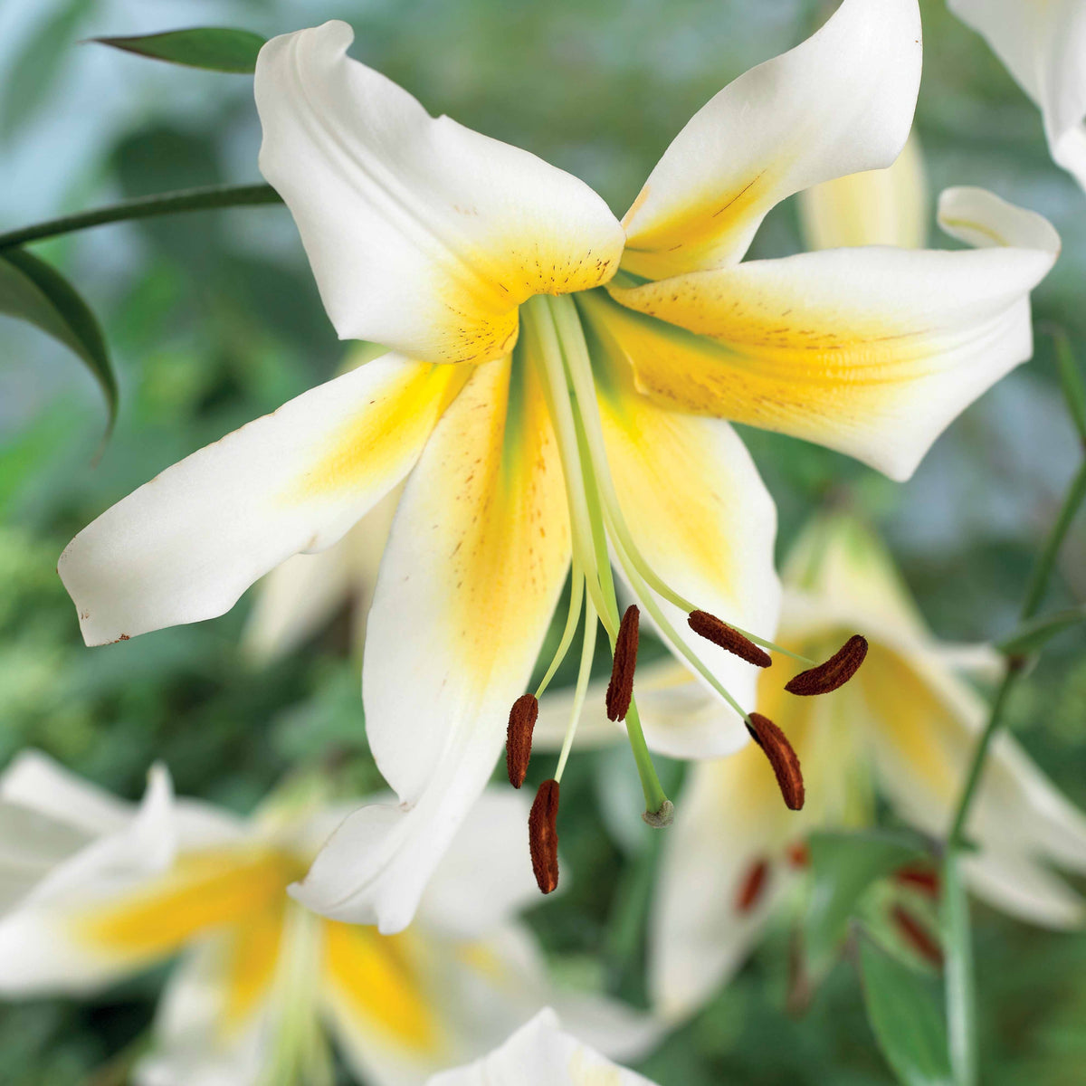 Lelies Collectie 'Beverly Dreams' & 'Mister Pistache' (x6) - Lilium beverly dreams + mister Peculiar - Bakker