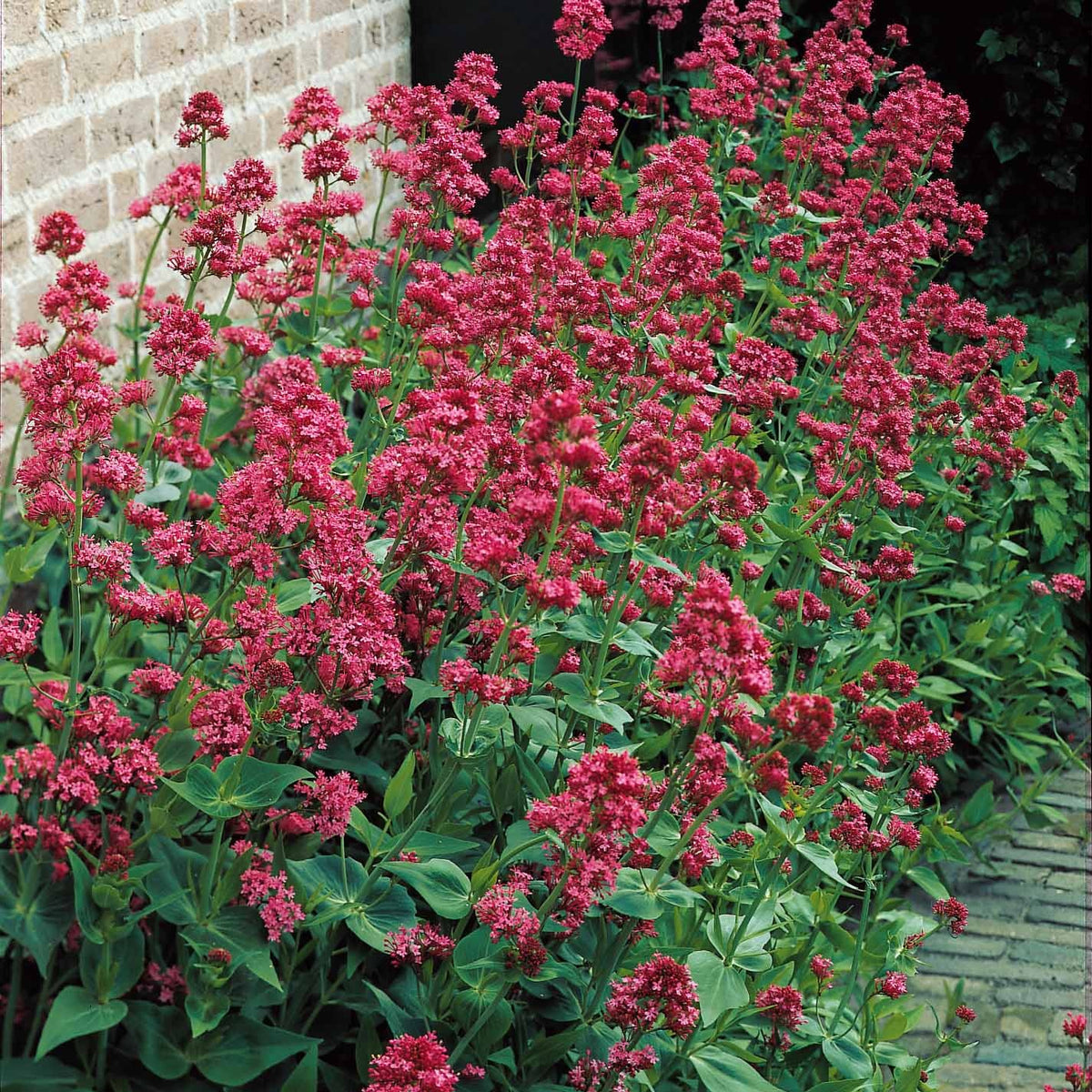Delphinium, gypsophila paniculata, centranthus ruber - Verzameling vaste planten voor buitenbedden (x11) - Bloeiende vaste planten