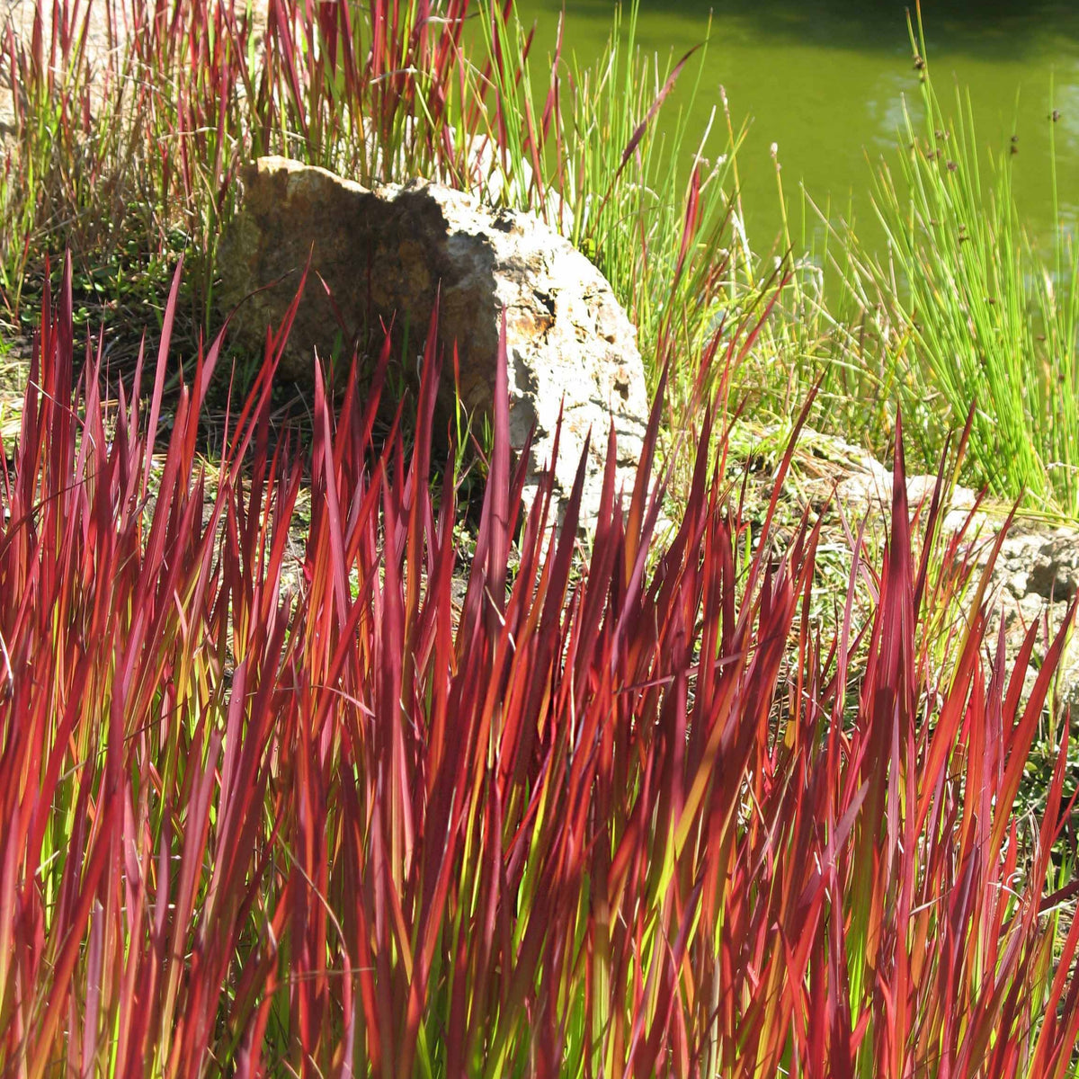 Collectie vaste planten met uniek blad (x7) - Vaste planten - Bakker