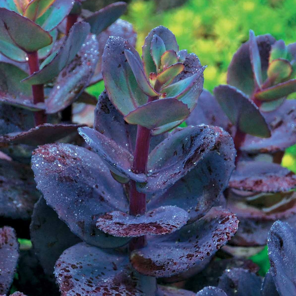 Collectie vaste planten met uniek blad (x7) - Carex oshimensis Evergreen, Sedum Blue Pearl, Imperata cylindrica Red Baron, Gaura lindheimeri Whirling Butterflies - Bakker