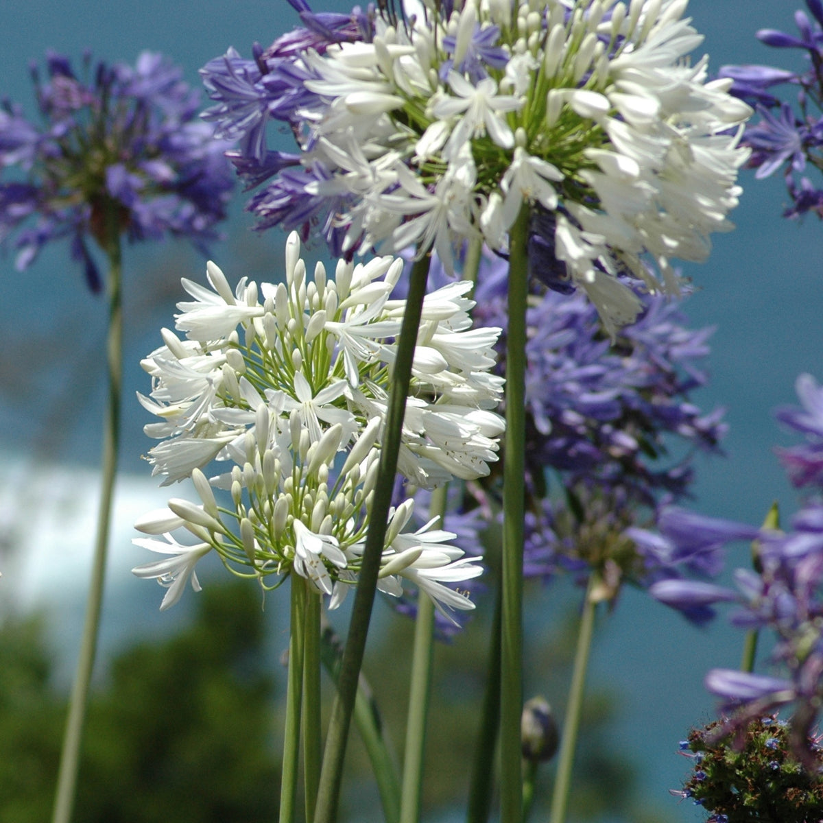 Gaura lindheimeri whirling butterflies , agapanthus umbellatus - Collectie vaste planten voor tuinen en potten (x7) - Plantenpakketten balkon en terras