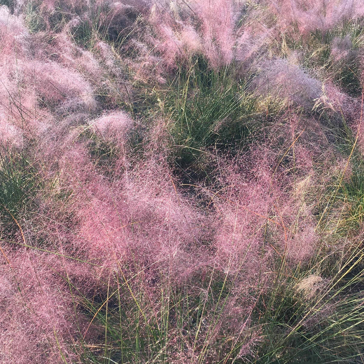 Moderne collectie vaste planten voor buiten (x6) - Vaste planten - Bakker