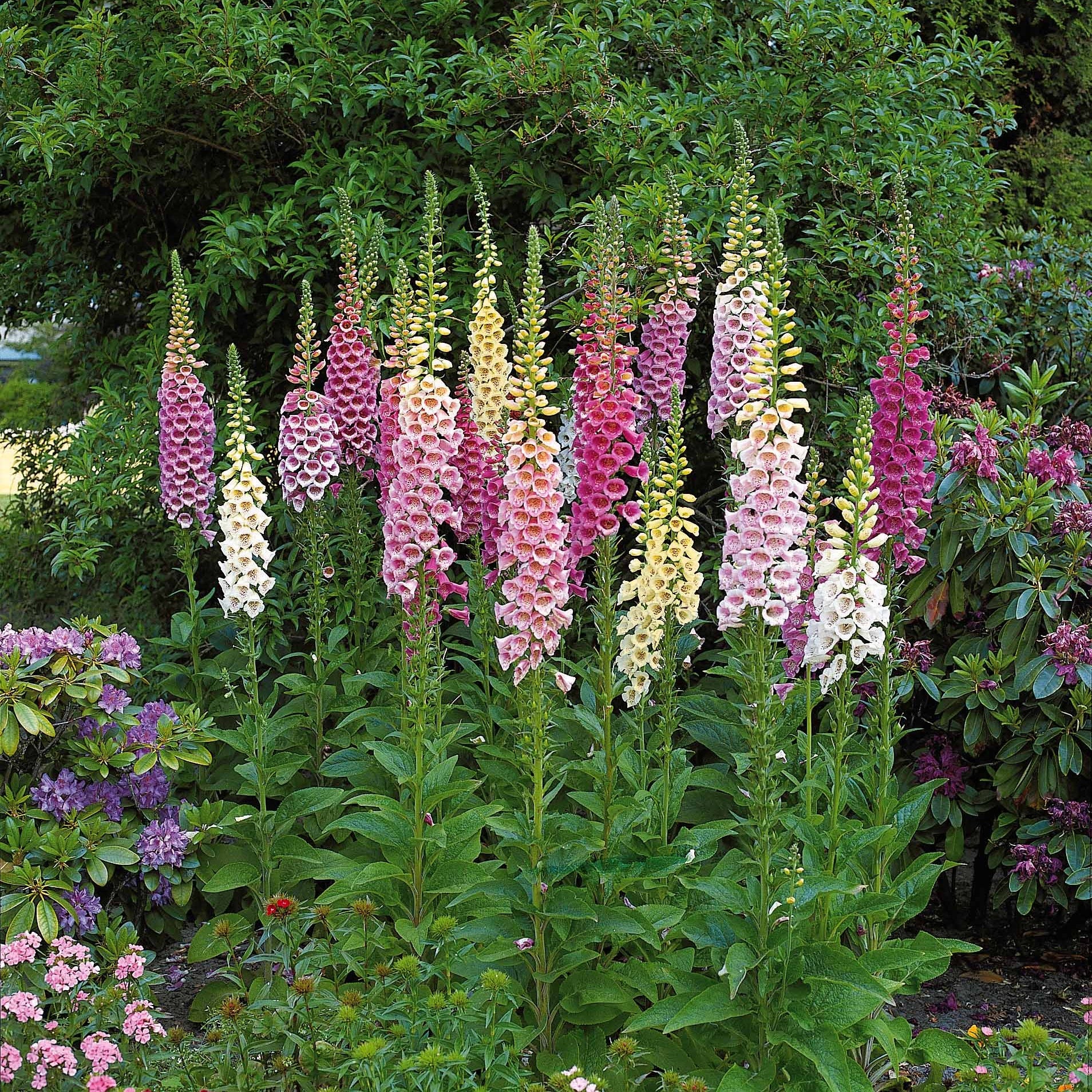 Collectie vaste planten voor halfschaduw (x9) - Veronicastrum virginicum,  digitalis purpurea, alchemilla mollis