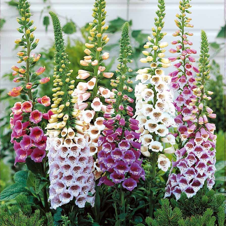 Verkoop Collectie vaste planten voor halfschaduw (x9)