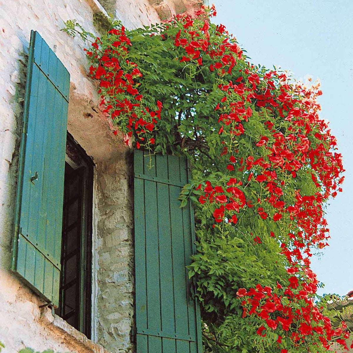 Trompetbloem 'Stromboli', Kamperfoelie - Campsis radicans stromboli, lonicera periclymenum - Bakker
