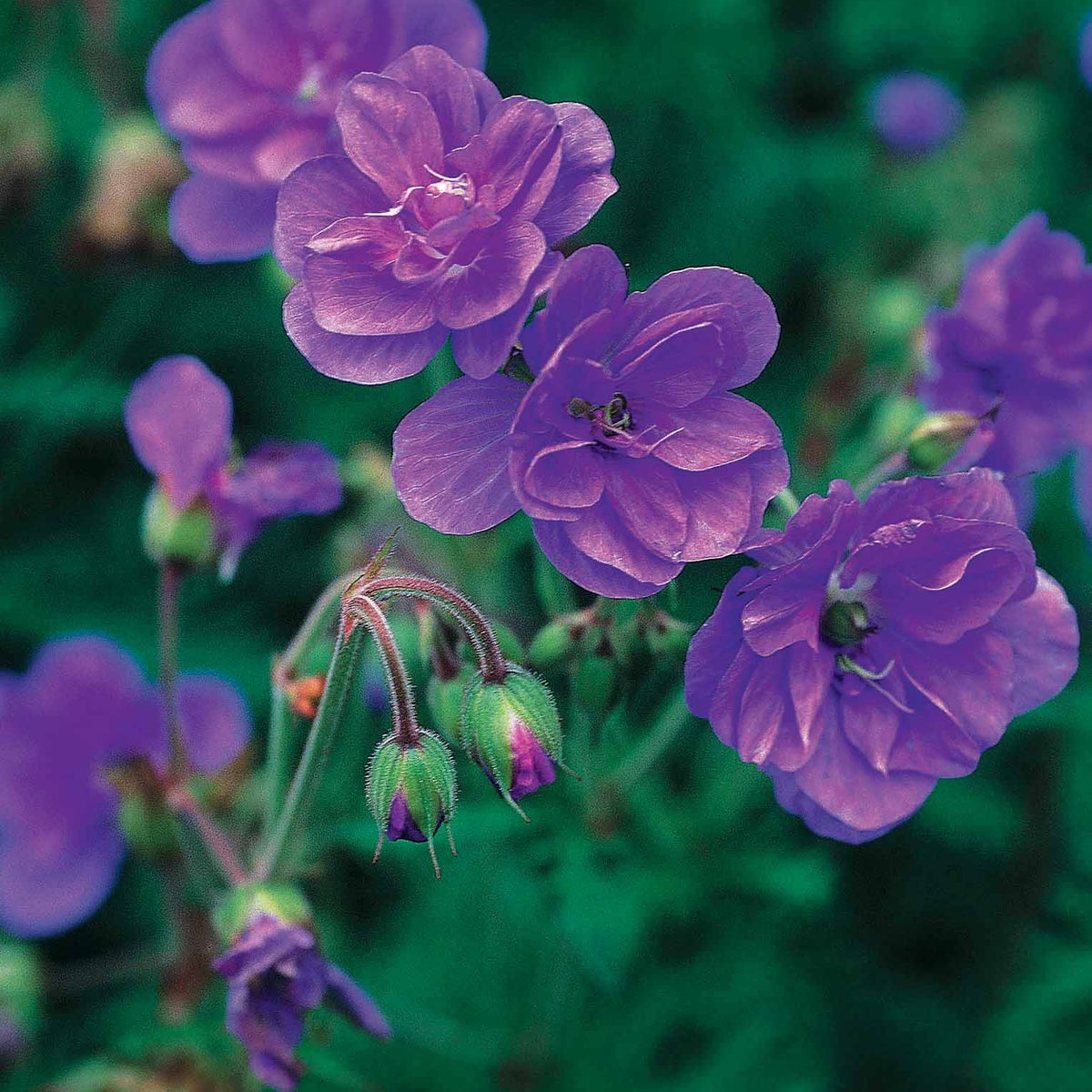 Collectie dubbelbloemige vaste planten Geraniums (x6) - 2geranium caeruleum, 2 double jewel, 2 birch double - Bakker