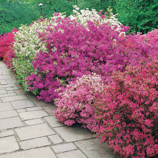 Collectie Japanse Azalea's (x3) - Azalea japonica - Heesters en vaste planten