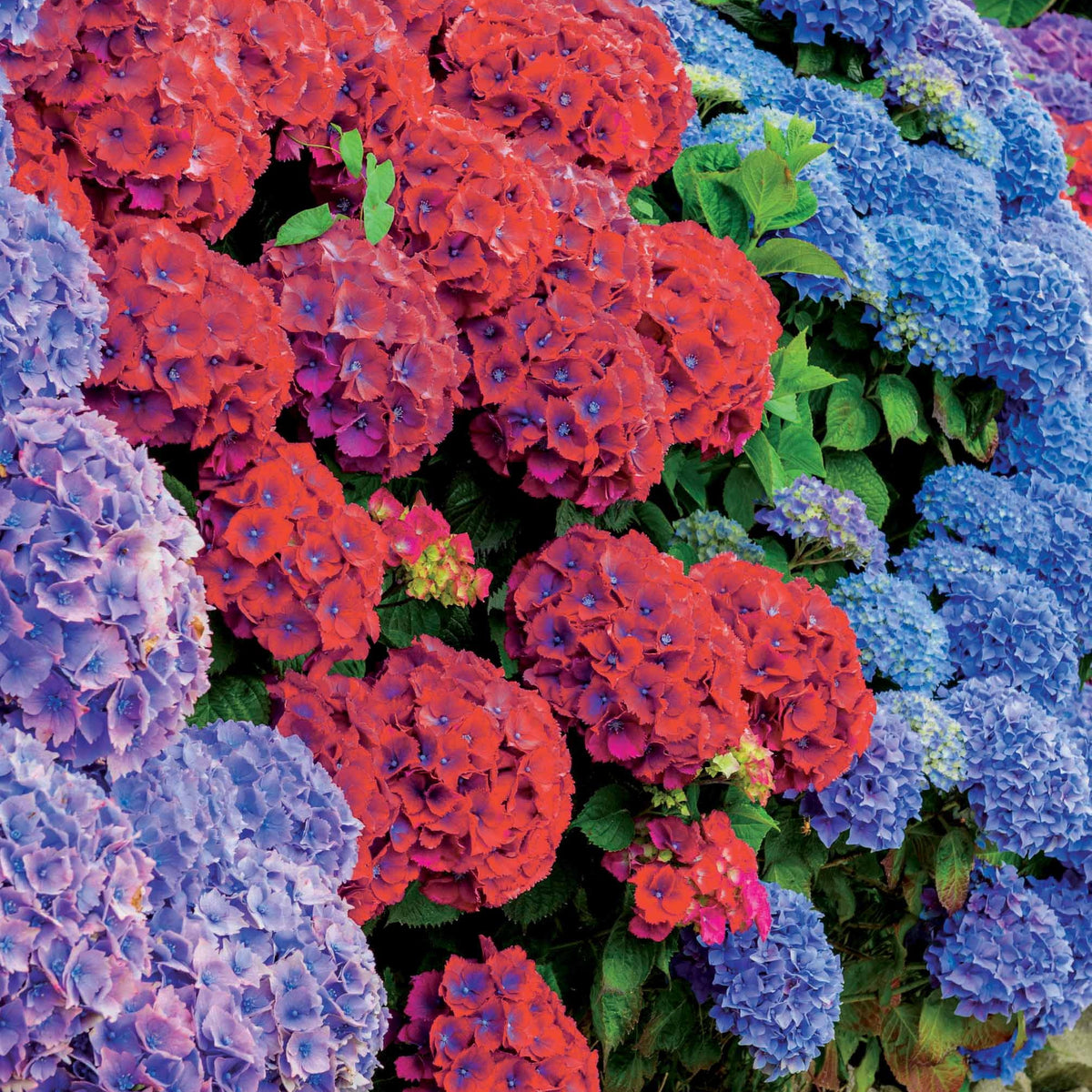 Verkoop Collectie rode en blauwe hortensia's (x4) - Hydrangea macrophylla