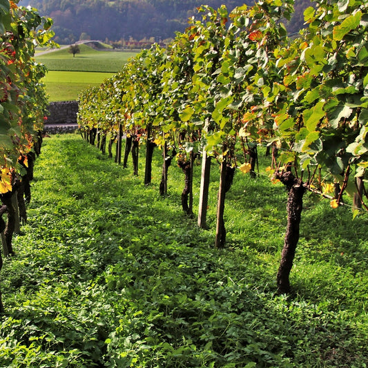 Wijndruiven Mix 'Pinot' + 'Merlot' + 'Chardonnay' - Bakker