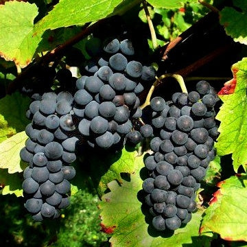 Druif - Wijndruiven Mix 'Pinot' + 'Merlot' + 'Chardonnay' - Vitis vinifera Pinot, Merlot, Chardonnay