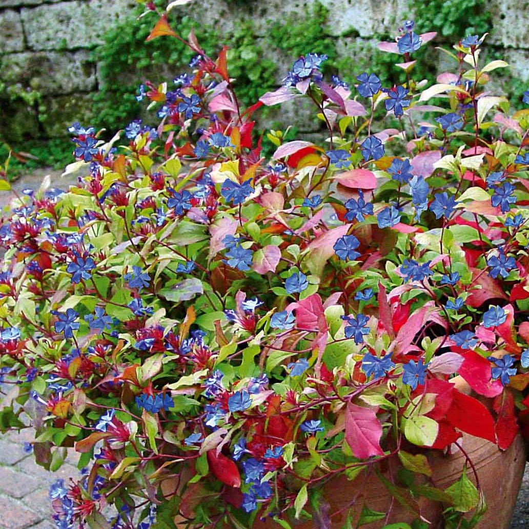 Bloeiende vaste planten - Loodkruid - Ceratostigma plumbaginoides