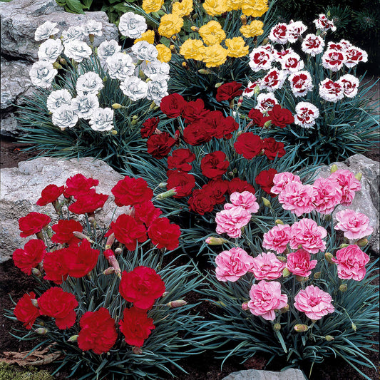 Anjer Mix 'Grenadine Red' + 'Sharlaken' (x6) - Bakker