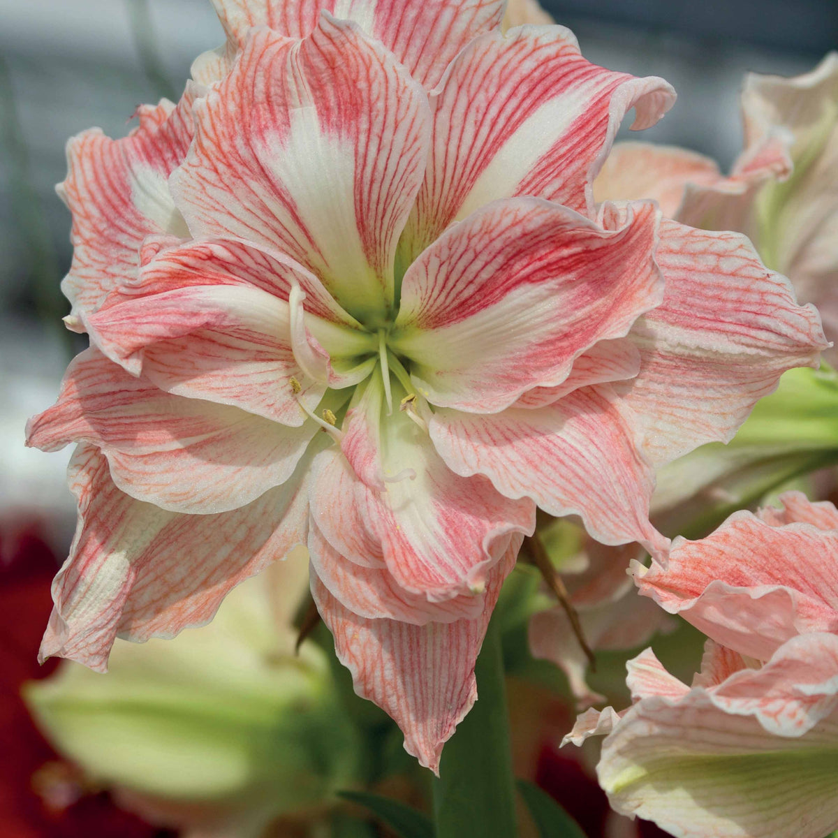 Roze en witte amaryllis Mix - Amaryllis Happy Nymph, White Nymph - Bakker