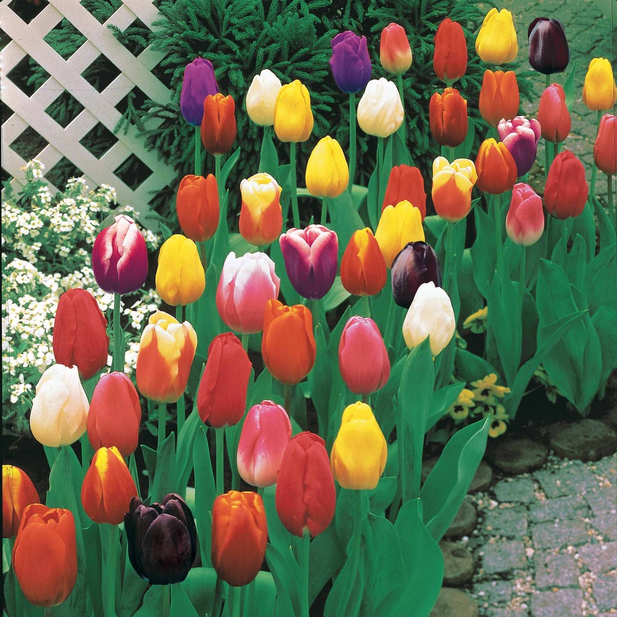 50 Triumph Tulpen gemengd - Tulipa - Bakker