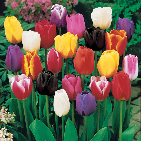 50 Triumph Tulpen gemengd - Bakker