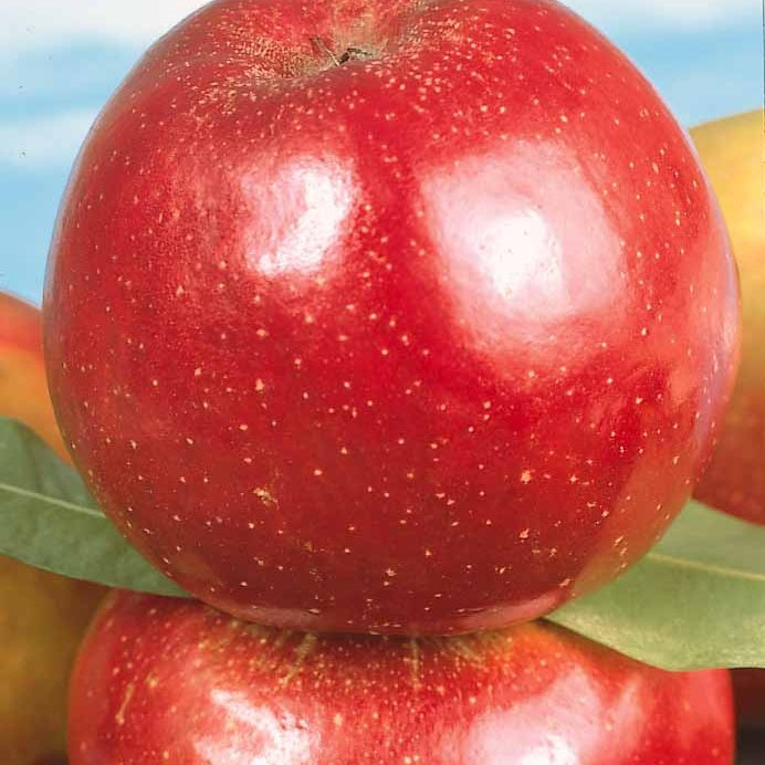 Appelboom Rode Boskoop - Bakker