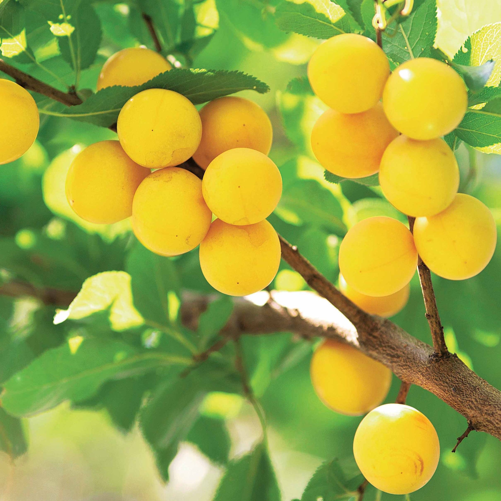 Pruimenboom 'Reine-Claude d'Oullins' - Prunus domestica Reine-Claude d'Oullins - Bakker