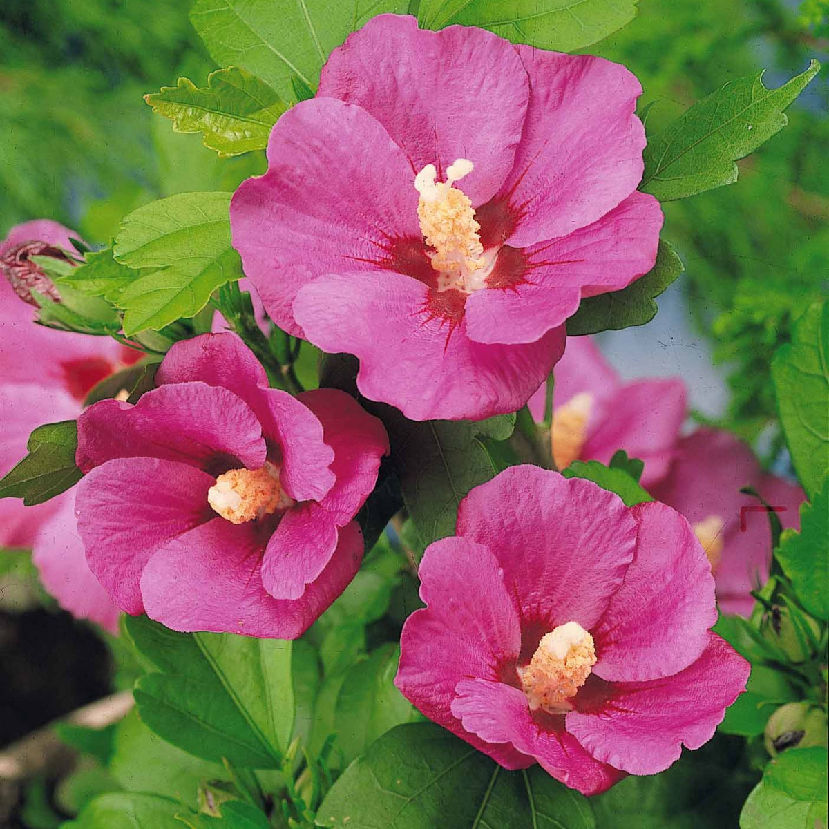 Altheastruik op stam - Hibiscus syriacus - Bakker