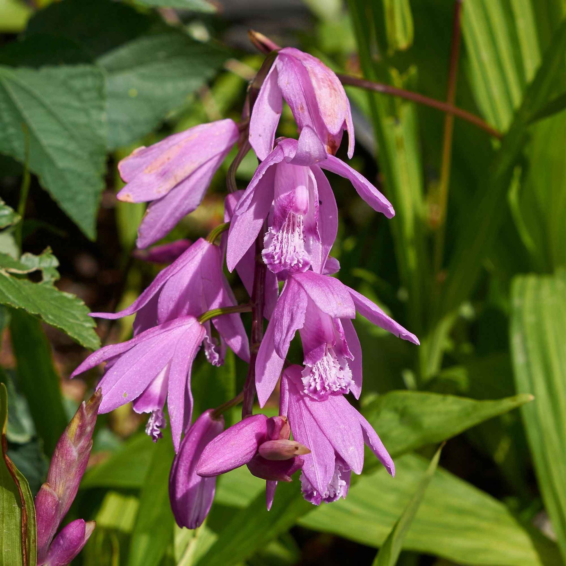 Hyacint Orchidee - Bletilla striata - Bakker