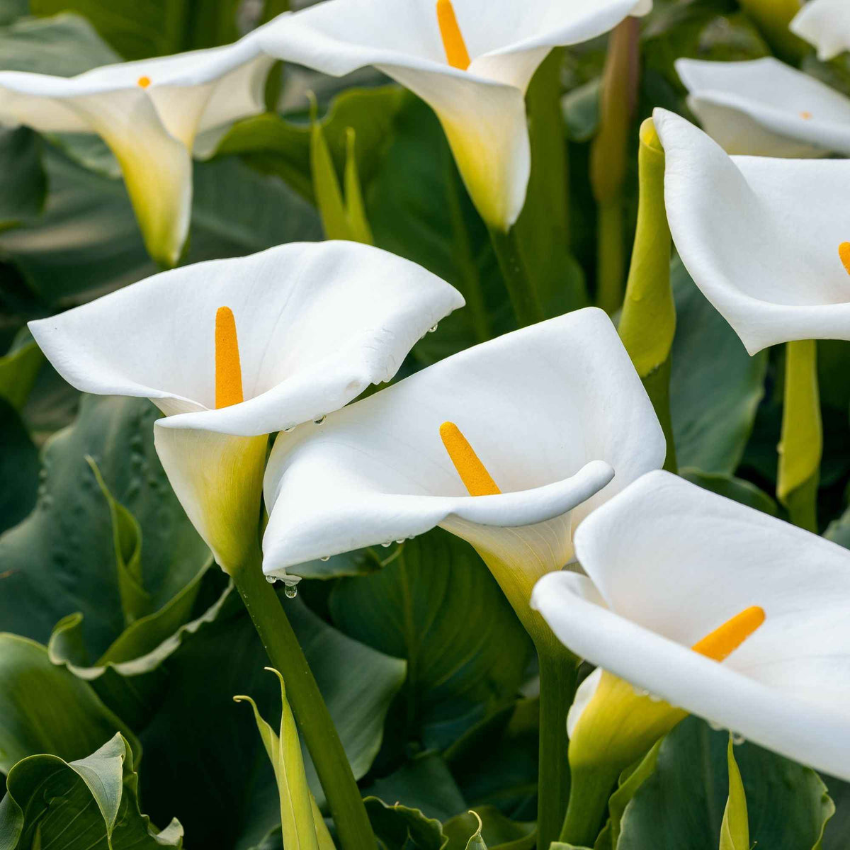 Alle vijverplanten - Ethiopische witte aronskelk - Zantedeschia aethiopica
