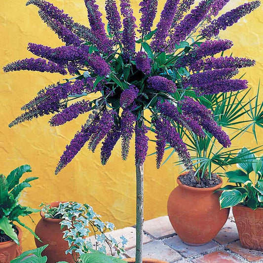 Vlinderstruik 'Empire Blue' op stengel - Bakker