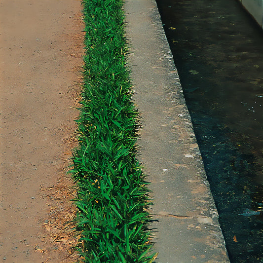 Pygmee bamboe - Bakker