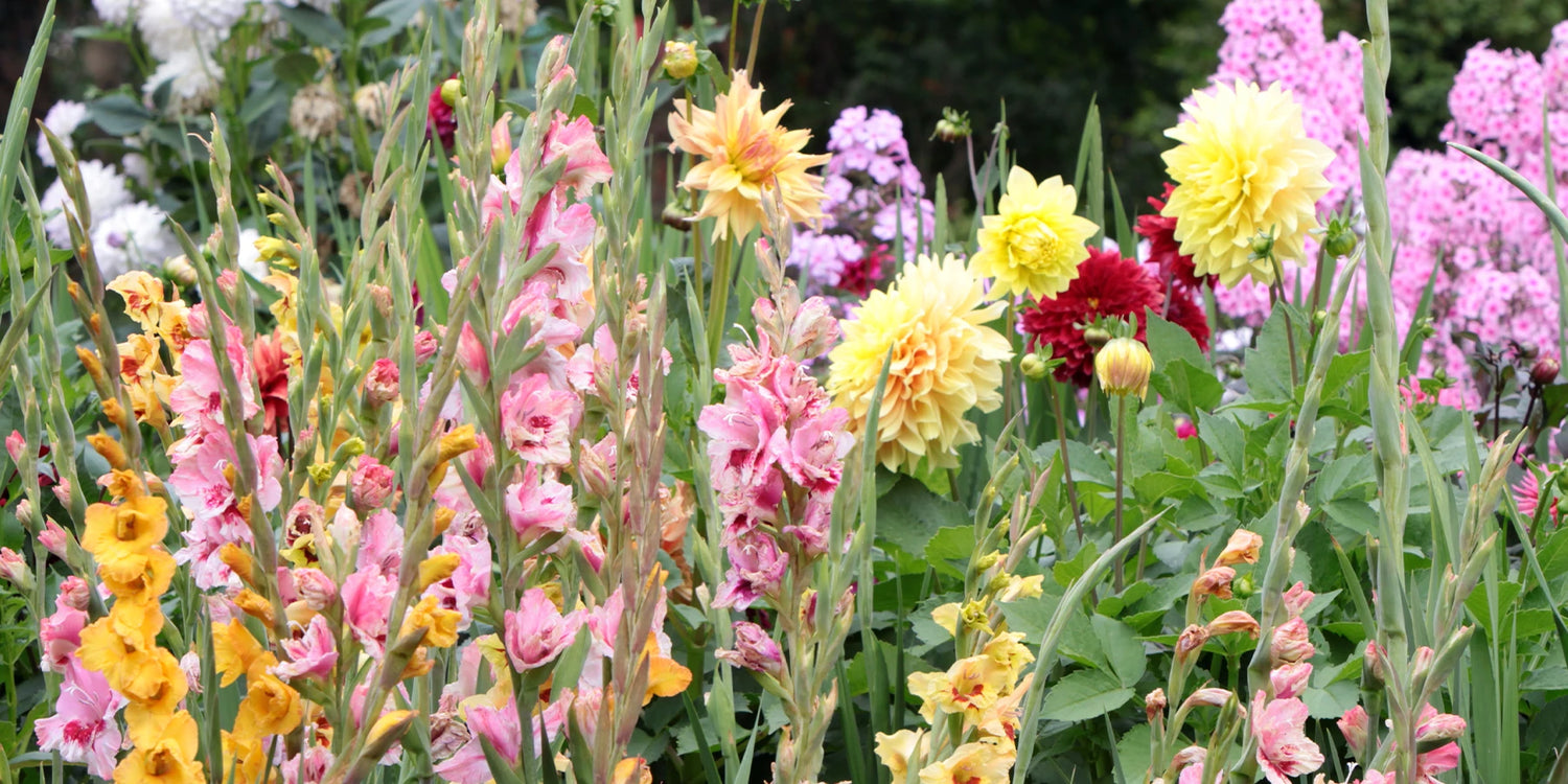 Green Days bloembollen tot 50%!