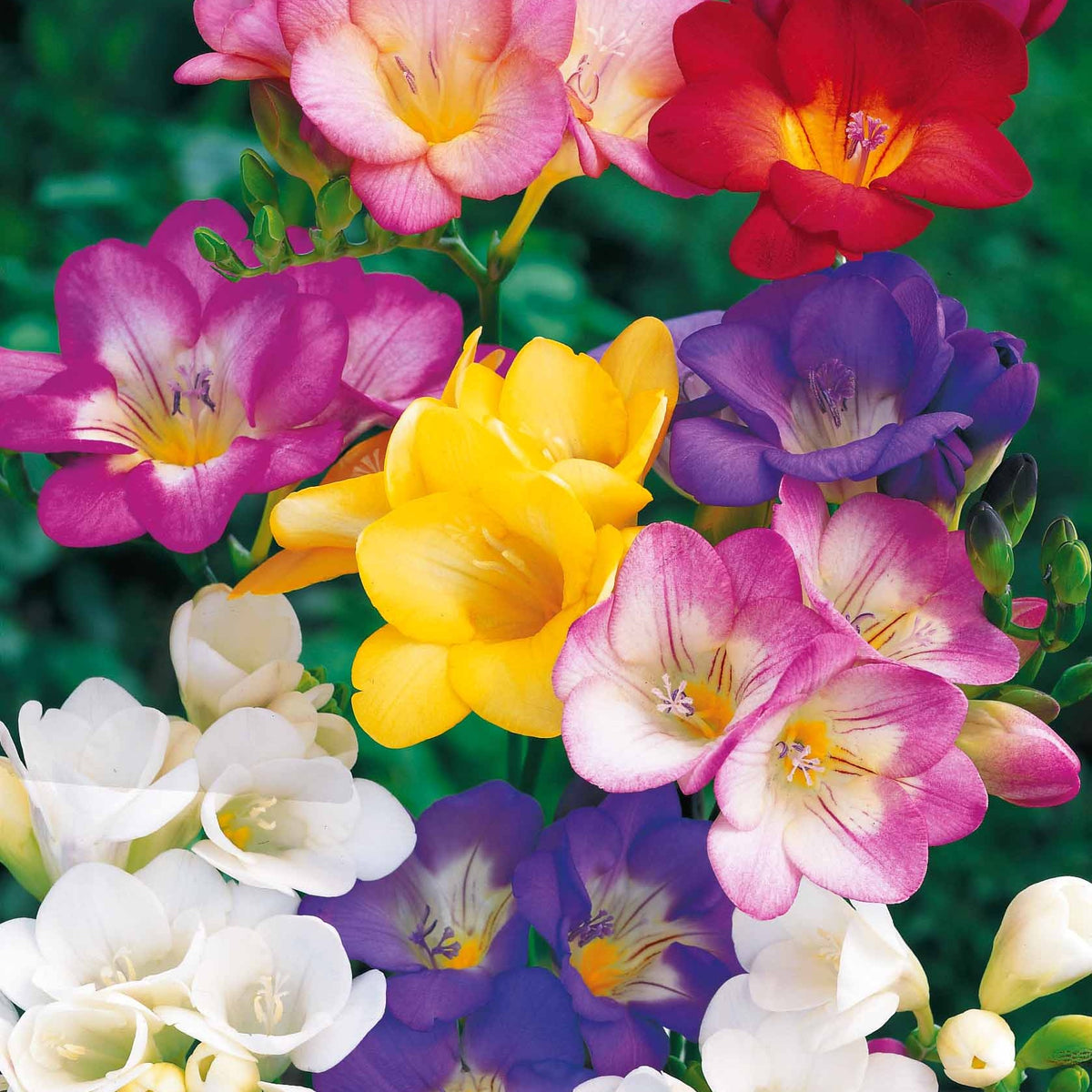 Freesia Mix 'Flower Fragrance' (x25) - Freesia - Bakker