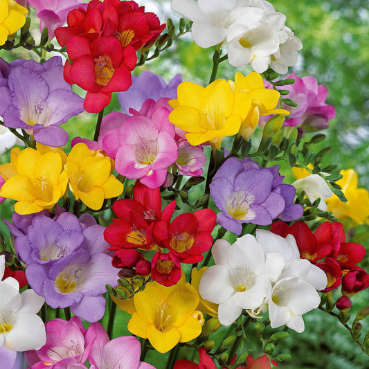 Freesia Mix 'Flower Fragrance' (x25) - Freesia - Zomerbloeiers