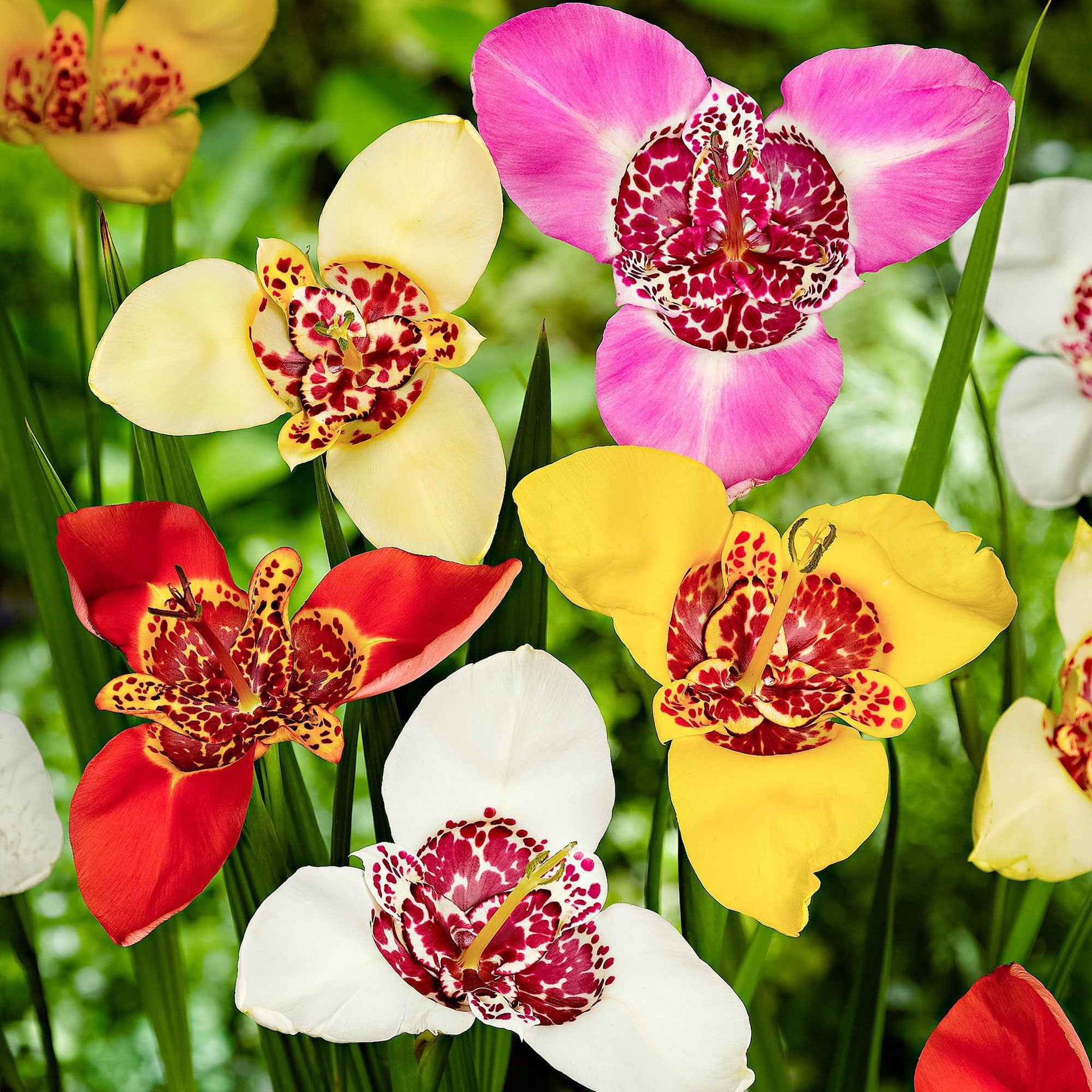 Tijgerbloem - Tigridia pavonia - Bakker