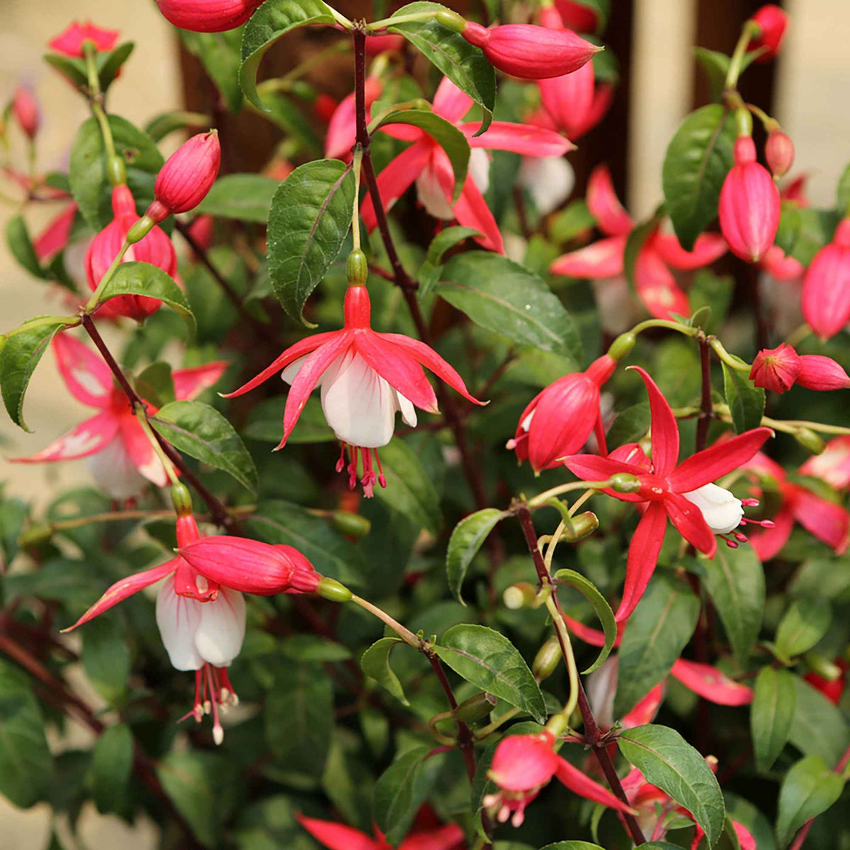 Fuschia de Magellan 'Versicolor' - Bakker