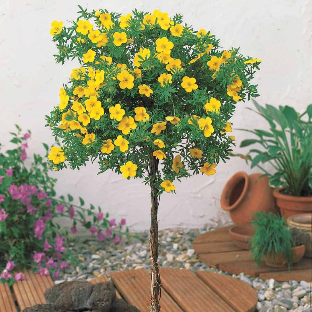 Ganzerik - Potentilla fruticosa - Bakker