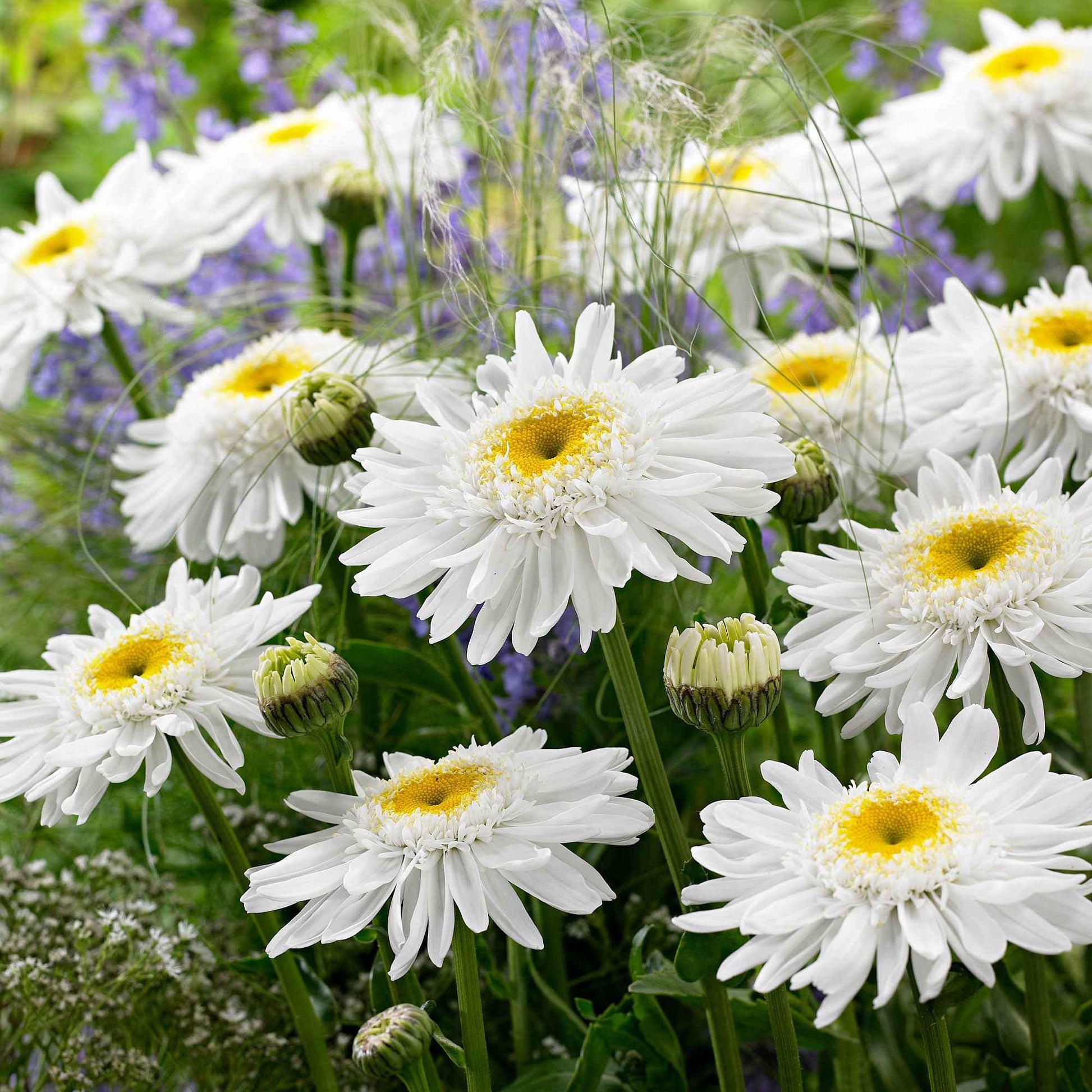 Dubbele margriet 'Wirral Supreme' - Bakker