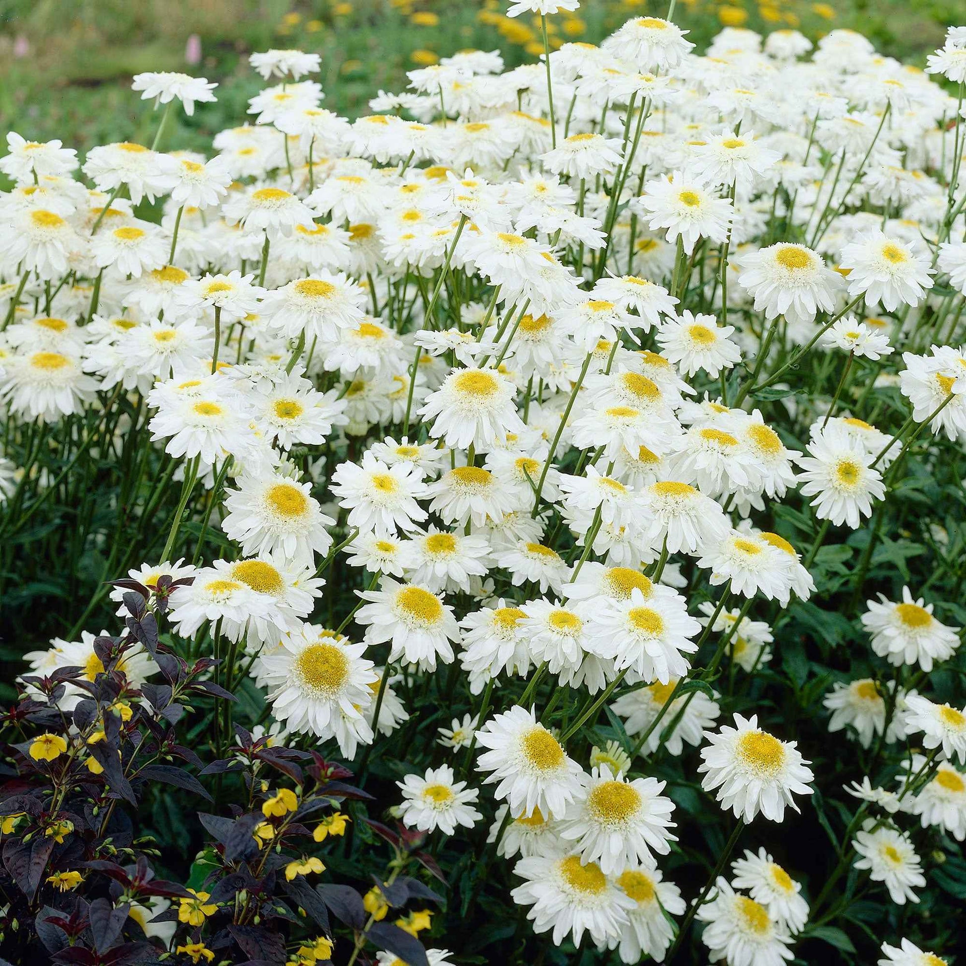 Dubbele margriet 'Wirral Supreme' - Leucanthemum superbum Wirral Supreme - Bakker