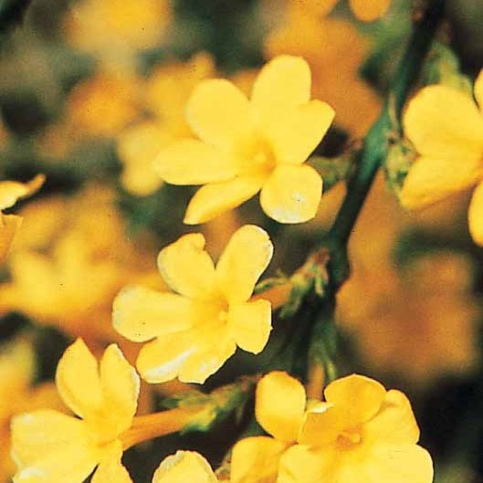 Klimplanten - Winterjasmijn - Jasminum nudiflorum