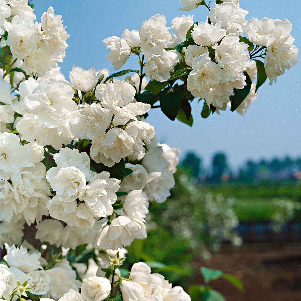 Philadelphus virginal - Boerenjasmijn 'Virginal' - Bloeiende heesters