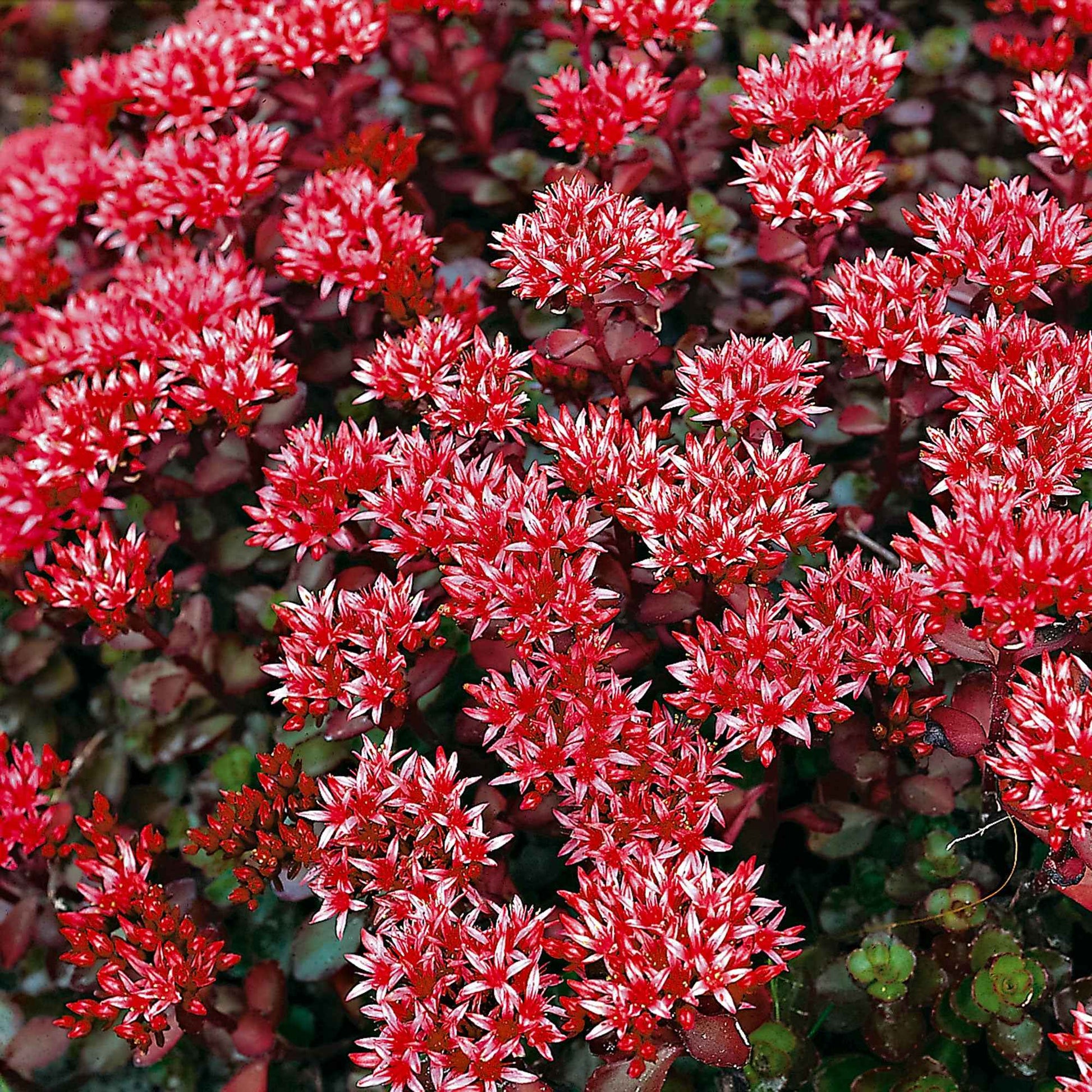 Sedum spurium Schorbuser Blut - Rode muurpeper 'Schorbuser Blut' - Bodembedekkers
