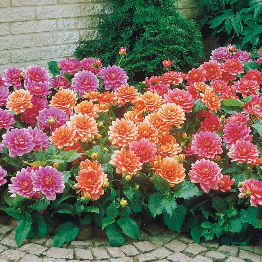 Dahlia berliner kleene, bluesette, margareth kleen - Grootbloemige Dahlia Mix - Dahlia