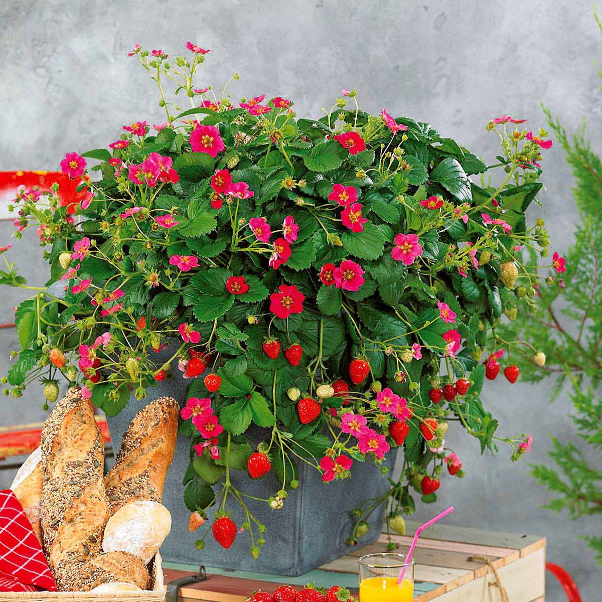 Aardbei - Aardbei 'Toscana' (x3) - Fragaria x ananassa toscana