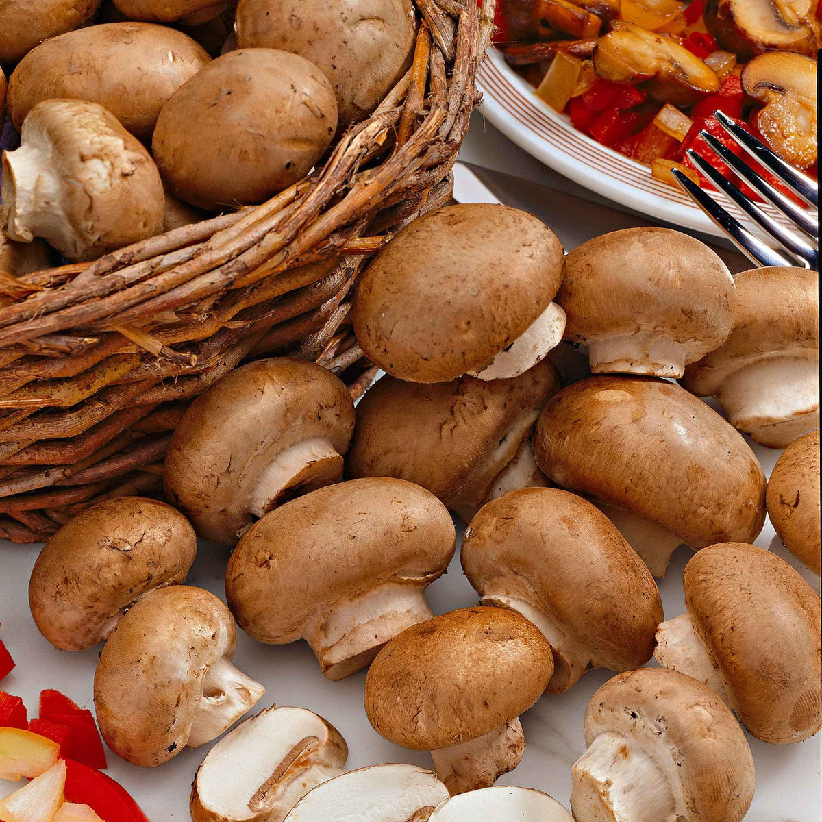 Kweekset champignon - Agaricus bisporus avellaneus - Bakker