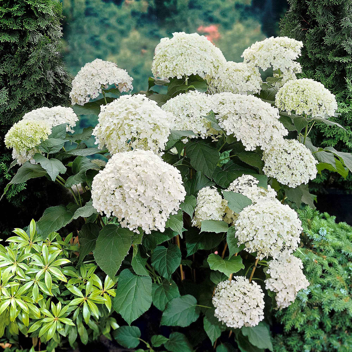 Hydrangea arborescens Annabelle - Sneeuwbalhortensia 'Annabelle' - Hortensia